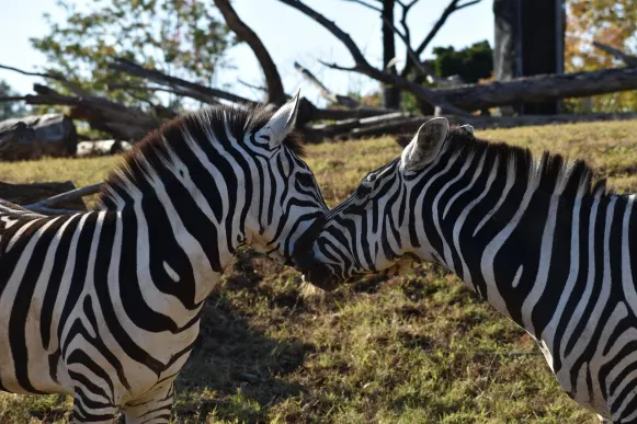 CrazyFox Casino Supporto